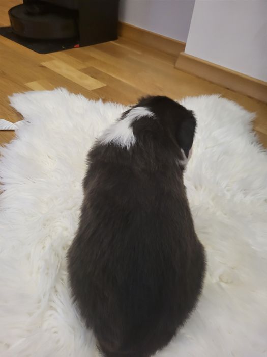 Szczeniak Border collie