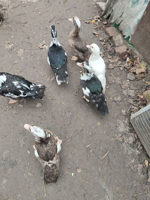 Індоутки, індоутаки