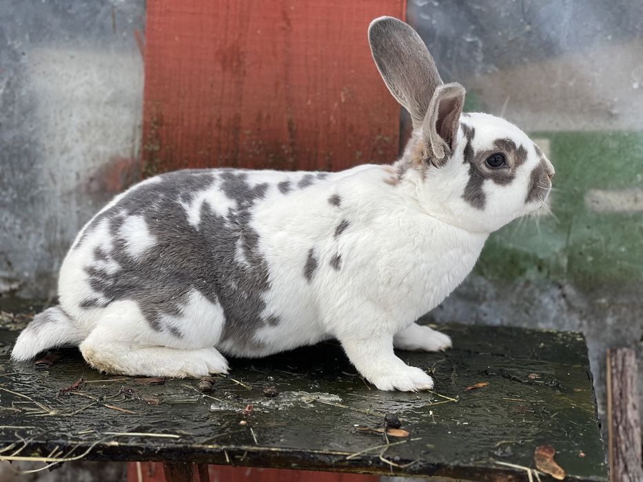 Rex reks niebieskoszary dalmatyński