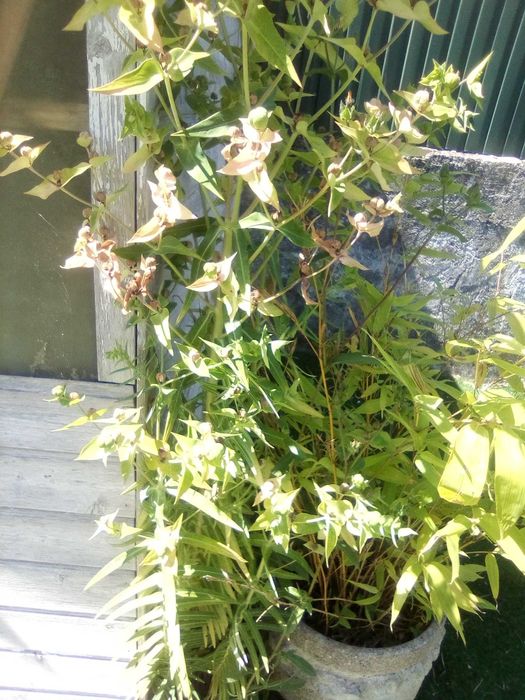 Planta que elimina as toupeiras