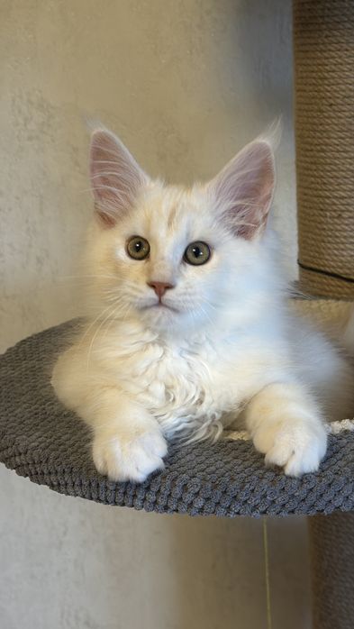 Кошенята Мейн Кун