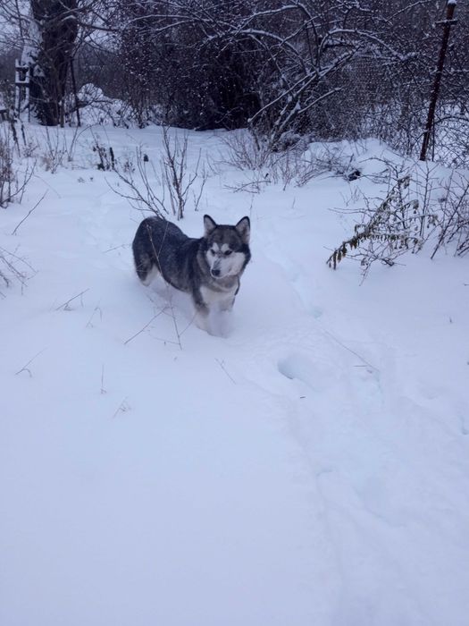 Віддам собаку у добрі руки.