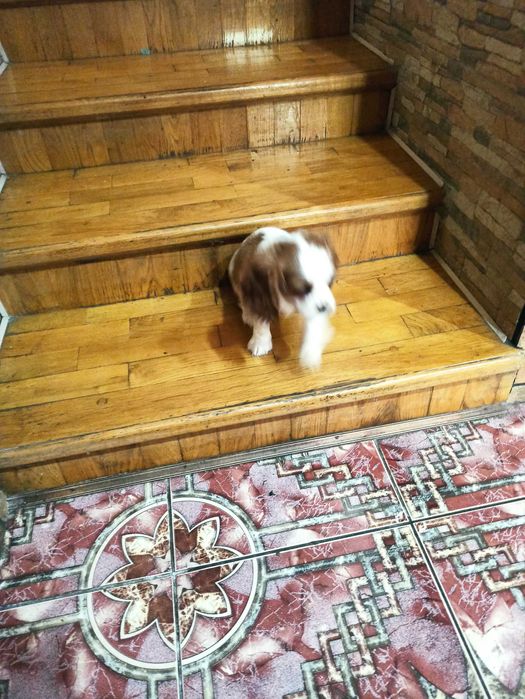 Cavalier King  charles  spaniel