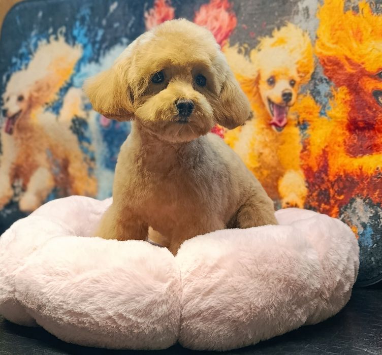 Той пудель супер міні дівчинка