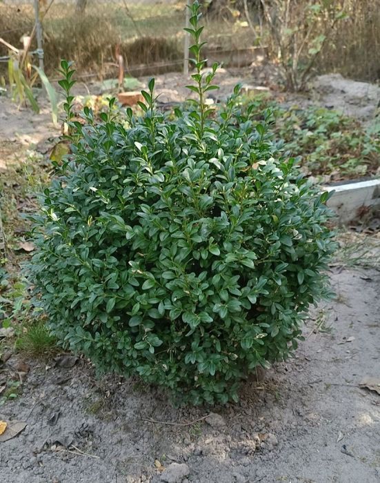 Самшит саженцы с закрытой корневой