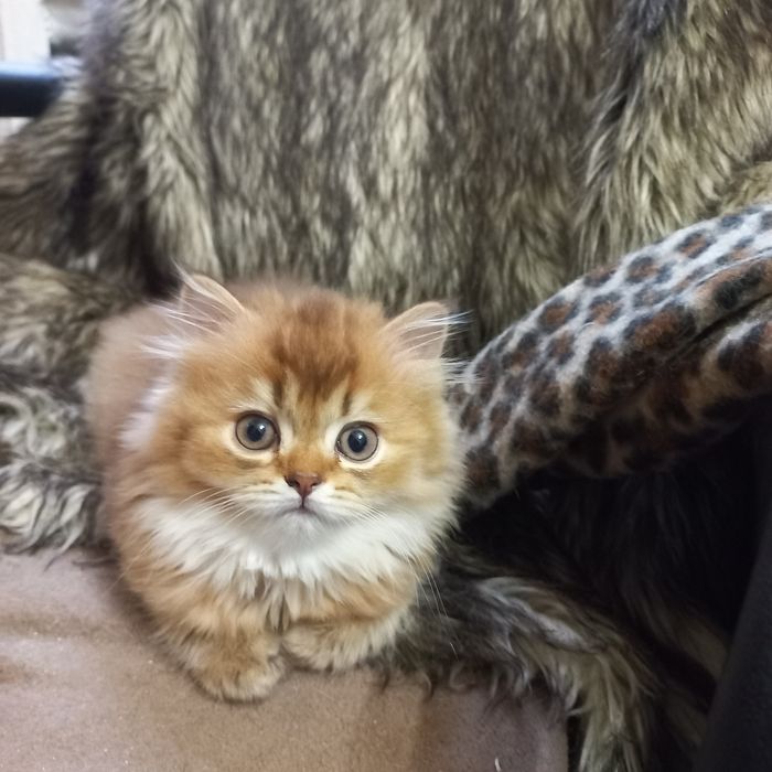 Вязка .Кот золотая шиншилла.