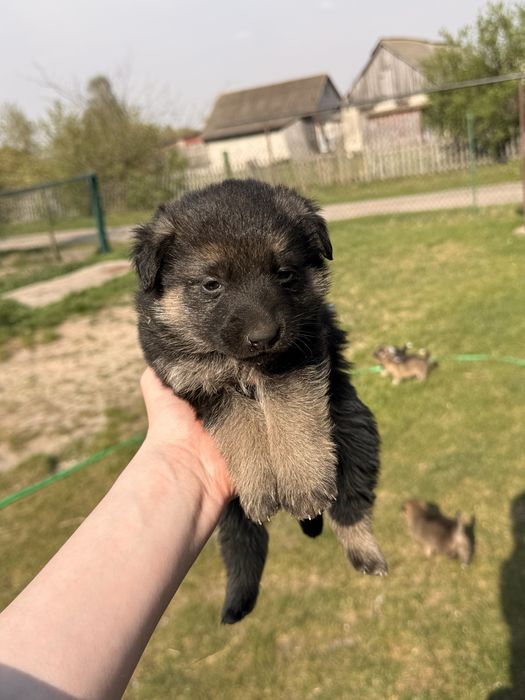 Віддам у добрі руки 4 чудові дівчинки