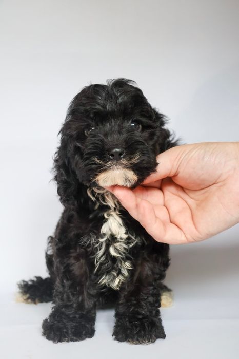 Cavapoo F1 piesek Majlo mini