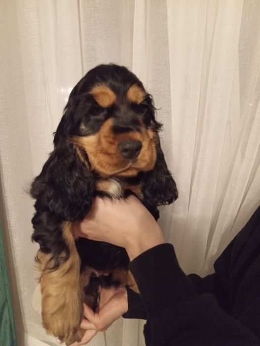 Suczka Cocker spaniel angielski