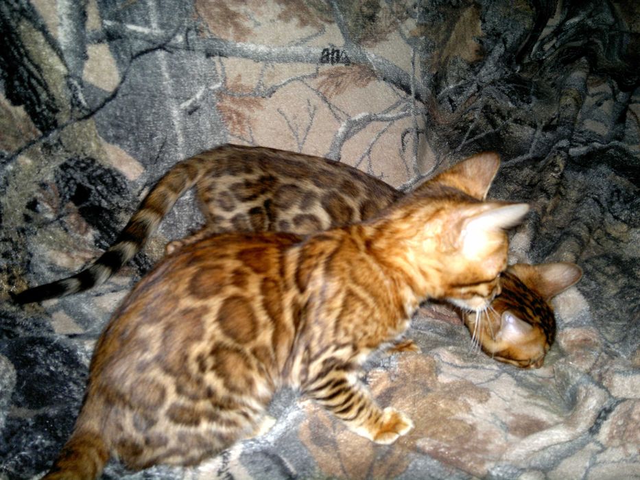 Яскраві бенгалочки для душі чи розведеня