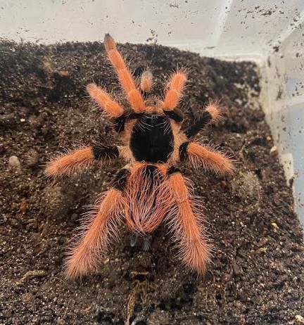 Megaphobema rubustum  samica 3-4dc