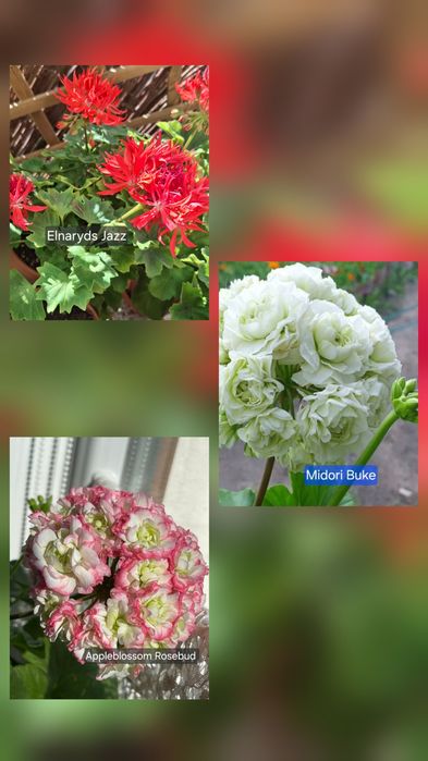 Pelargonia kolekcjonerska