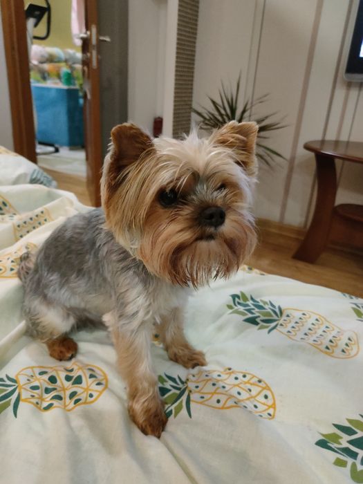 вязка йорк,за щенка)