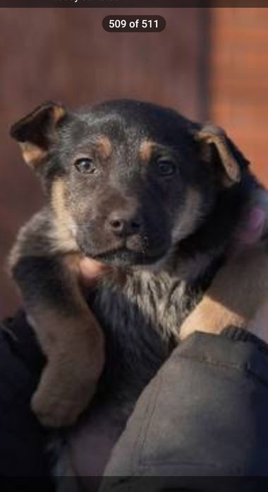 дівчинка безкоштовно