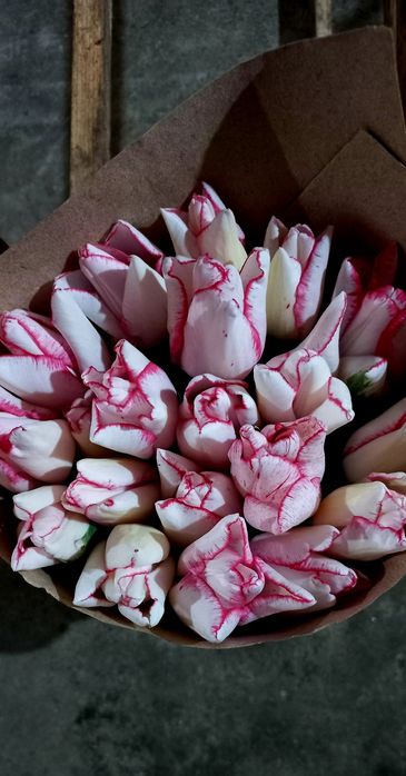 Продам тюльпани опт.