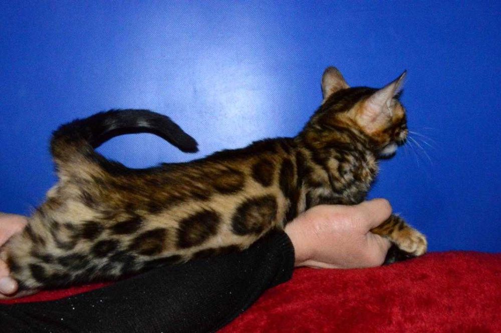 Акция. Очень яркий котенок. Питомник.Доставка