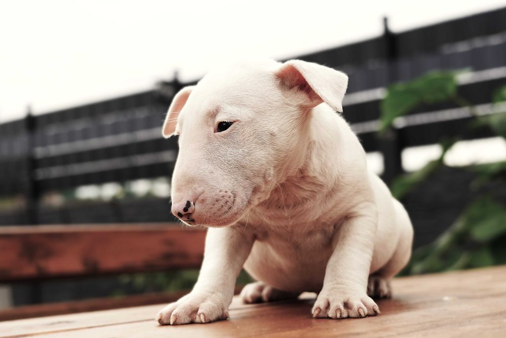 GOTOWY samiec bulterier standard SOLID WHITE BULLTERRIER bull terrier