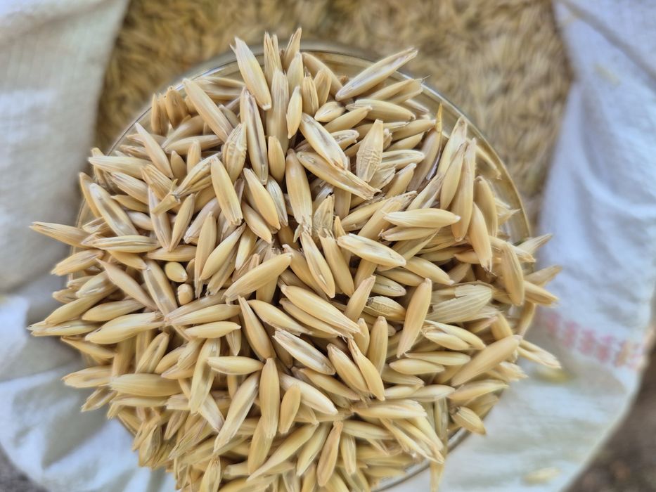 овес чистий продам