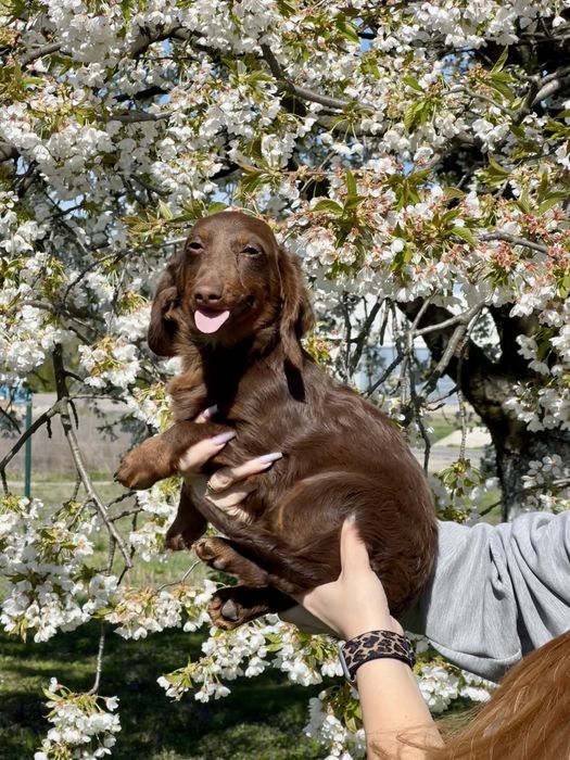 Gotowy do odbioru***Jamnik miniaturowy długowłosy piesek choco