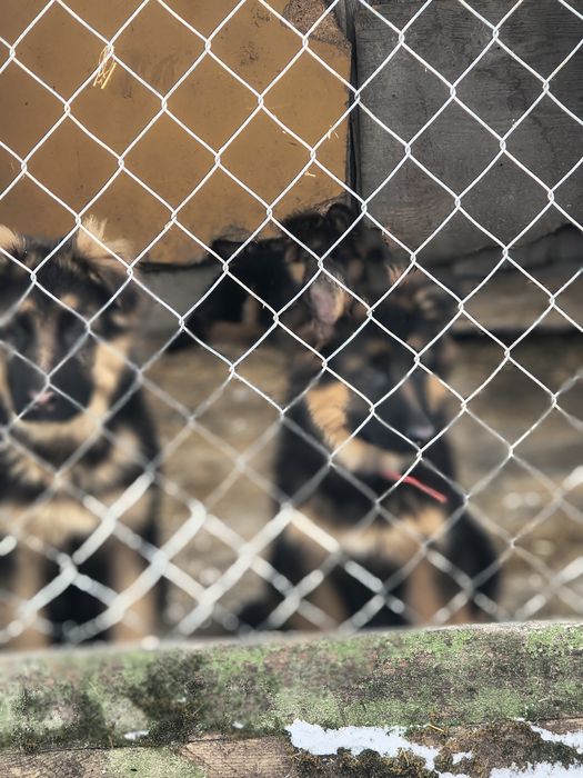 Owczarki niemieckie długo włosy