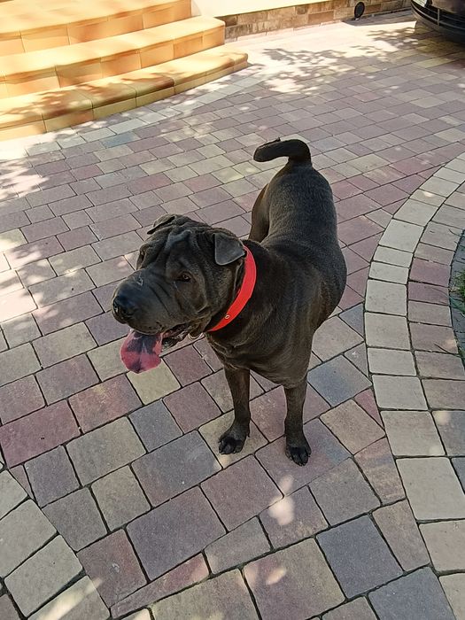 Shar Pei szczenię rodowód