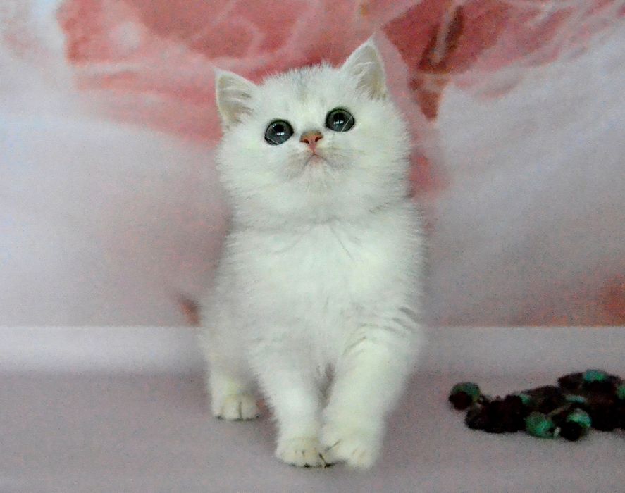 Класснючие серебристые шиншиллы