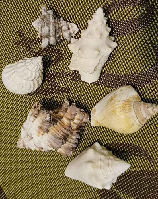 Коллекция экзотических морских ракушек.