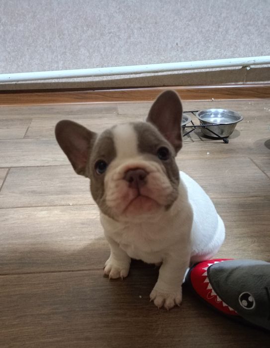 Французький бульдог