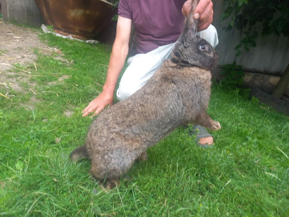 Продам кролицю фландер