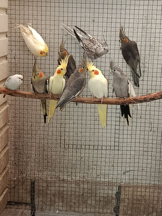 Caturras jovens e adultas