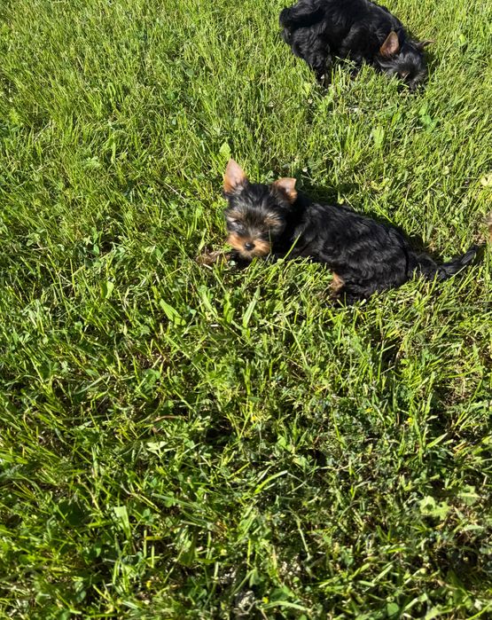 Yorkshire terrier samczyk rodowodowy