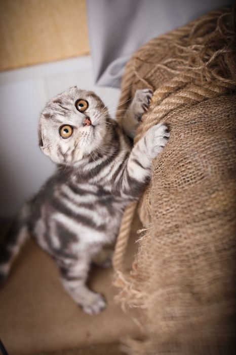 Красивейшие мраморные котики