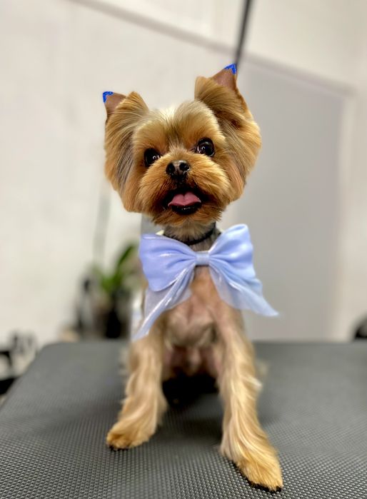 Стрижка животных