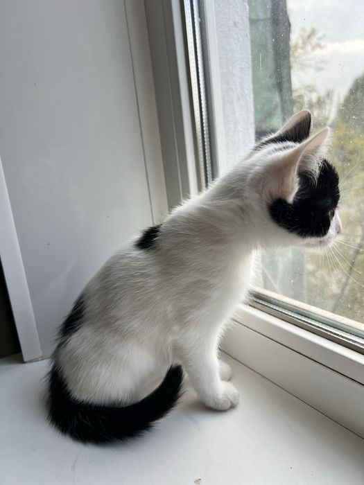 Кошенята у добрі руки