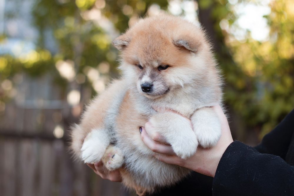 Хлопчик акіта іну , акіта ,akita