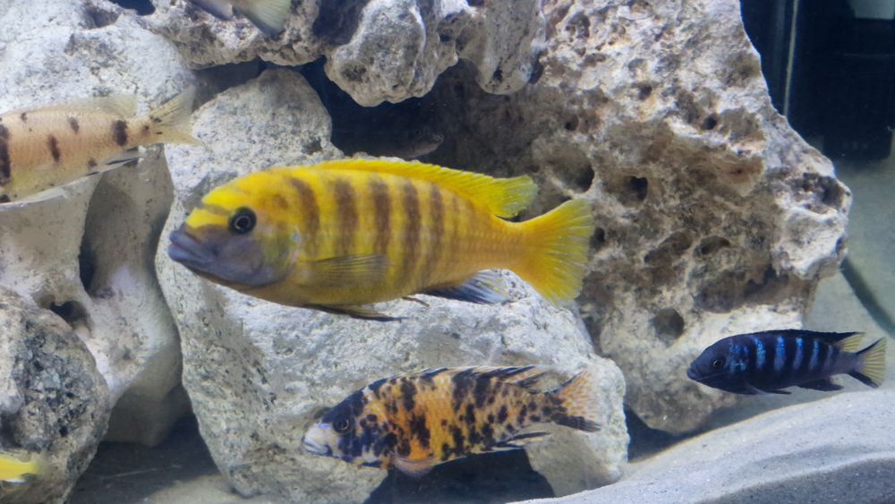 Gold kawanga xxl casal