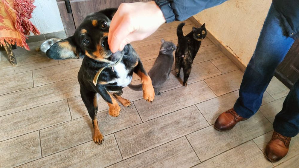 Собачка у добрі руки