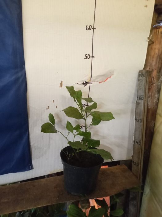 Лимон ,лимон , лимон