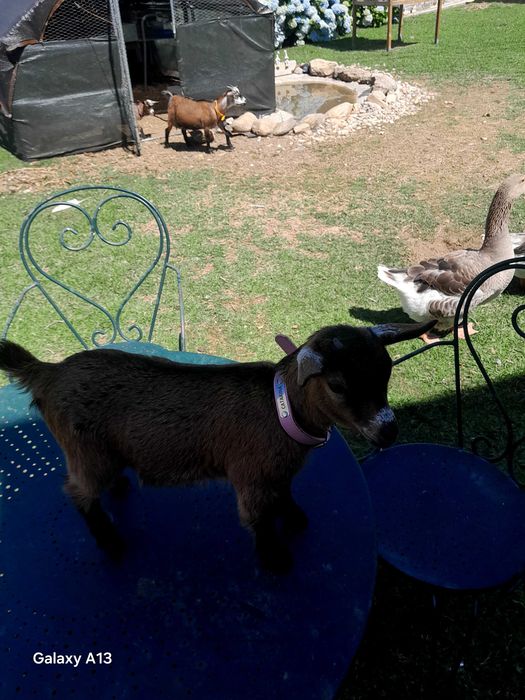 Mini cabras com 2 meses