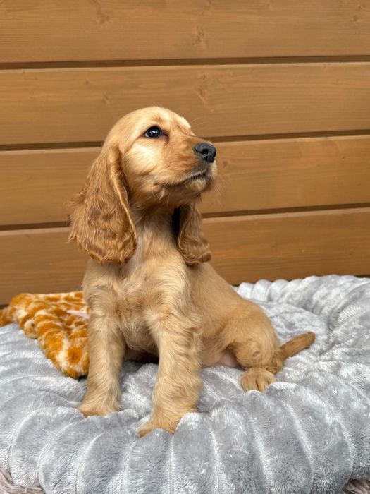 Cocker spaniel angielski Piesek Rodowód