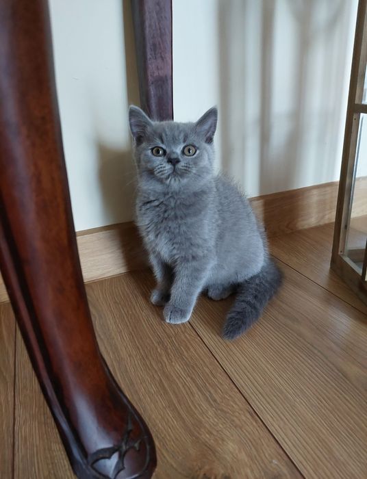 Kot brytyjski krótkowłosy