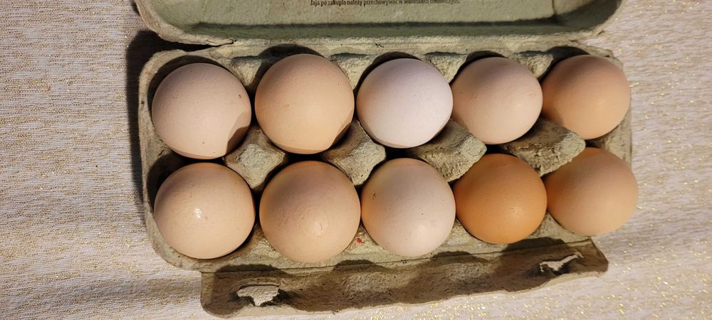 Pszenica ozima, Pszenżyto ozime, Groch