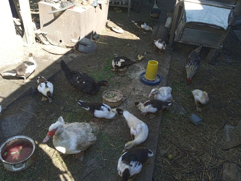 Качки шипуни німецької лінії