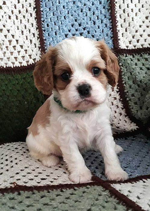 Chłopczyk Cavalier king charles spaniel