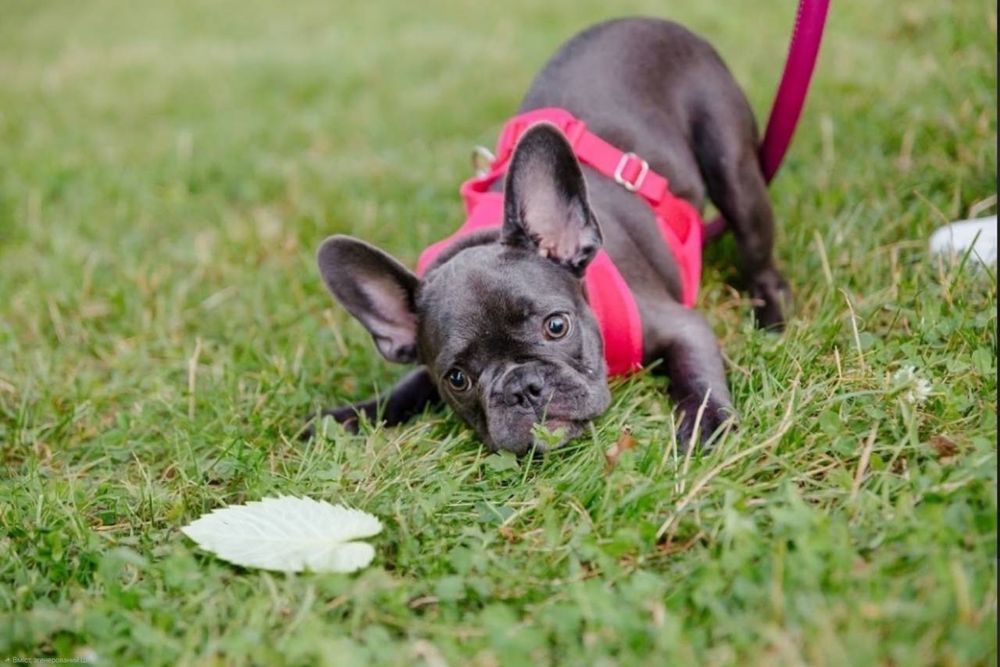 Дівчинка бульдожка блакитного окраса