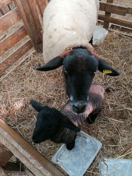 Ovelhas cruzadas Suffolk e puras