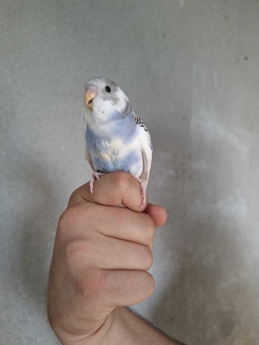 Periquito Arlequim Recessivo Azul