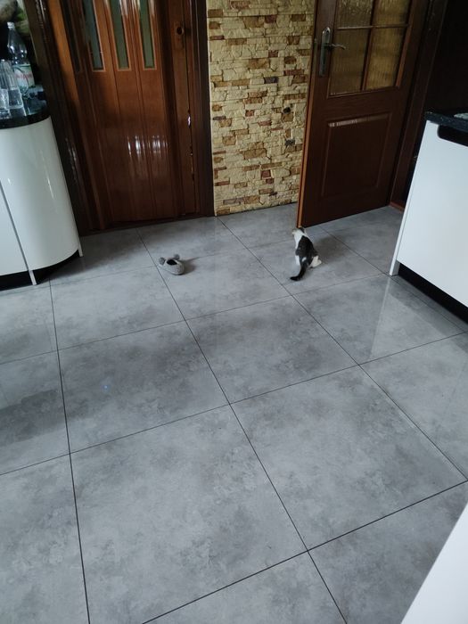 Oddam kotka za darmo domowy