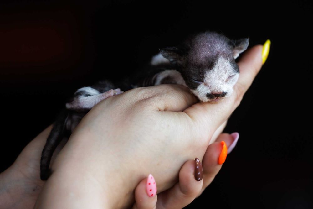 Devon Rex* Kocurek czarny bicolor REZERWACJA