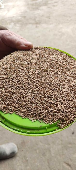 Sprzedam owies70 zł saladera 65 zł